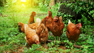 C’è pollo e Pollo: come orientarsi nell’acquistare carne e uova con più consapevolezza e rispetto